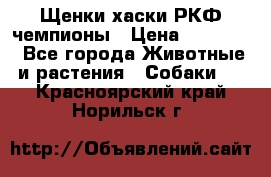 Щенки хаски РКФ чемпионы › Цена ­ 90 000 - Все города Животные и растения » Собаки   . Красноярский край,Норильск г.